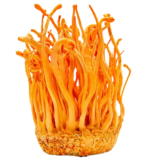 Cordyceps
