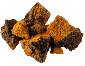 Chaga